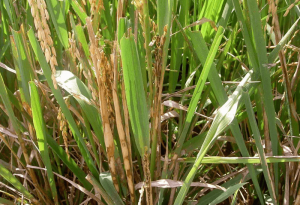 高光谱相机成像技术对水稻纹枯病的病害识别