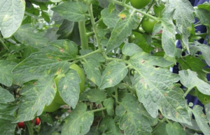 高光谱成像技术对番茄叶片灰霉病的早期检测