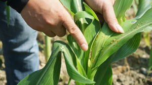 高光谱相机在农作物病虫害快速无损检测中的应用