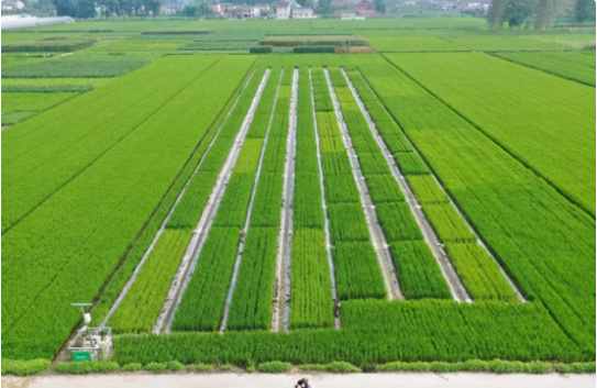 高光谱成像技术在农业领域的应用：如何提升农作物产量和质量