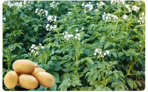 利用无人机高光谱技术监测马铃薯生长情况的研究