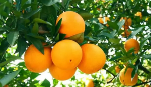 无损检测脐橙表面农药残留：高光谱成像技术应用