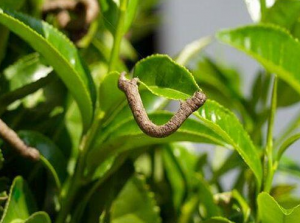 高光谱遥感技术的茶尺蠖危害程度监测